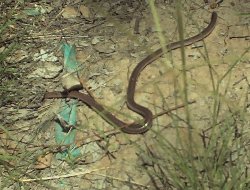 A harmless Blind Snake.