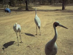 A pair of brolgas with their baby.