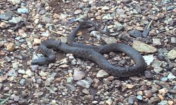A venomous Western Brown Snake.