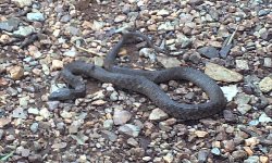 brown snake with white stripes in texas