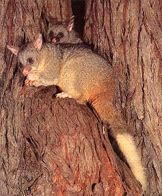 Brushtail Possum