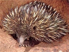 Echidna