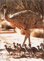 Emu