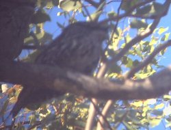 Frogmouth resting with its mate.