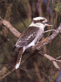 Kookaburra