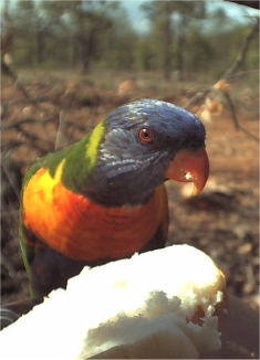 Rainbow Lorikeet