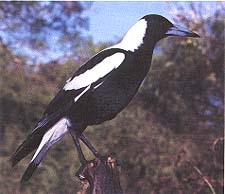 Magpie