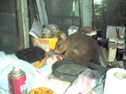 A possum sleeping on my workbench!