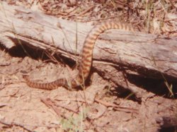 A non-venomous Black Headed Python.