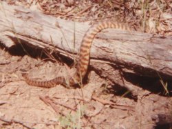 Black-headed Python