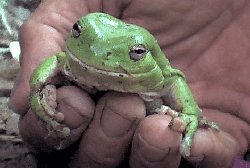 Friendly Green Tree Frog.
