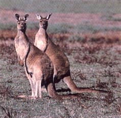 Western Grey Kangaroo